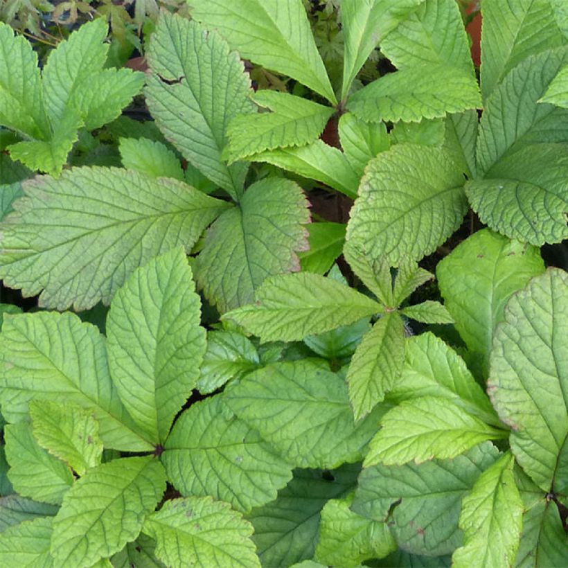 Rodgersia henrici (Feuillage)