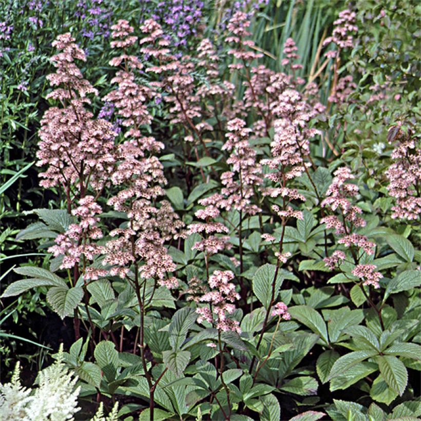 Rodgersia henrici (Port)