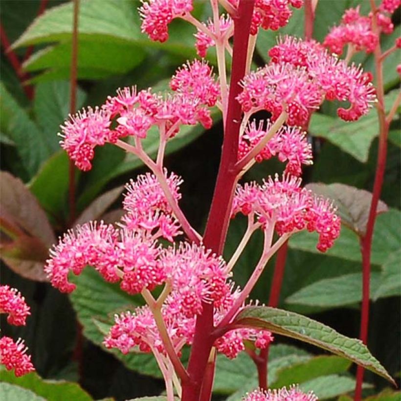 Rodgersia pinnata Bronze Peacock (Floraison)