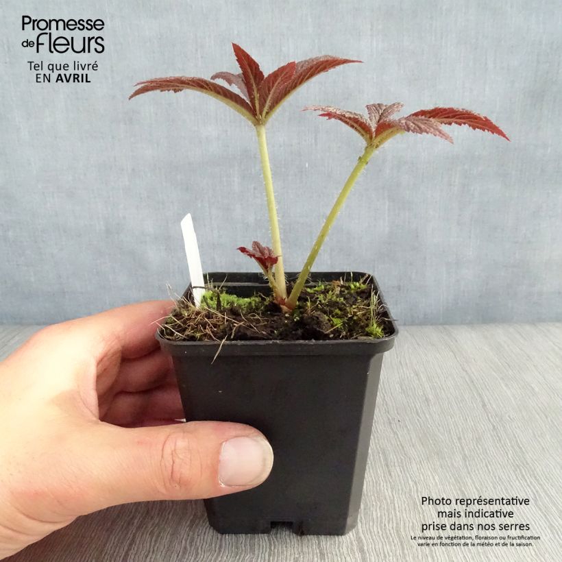 Spécimen de Rodgersia pinnata Bronze Peacock en godet de 9 cm tel que livré au printemps