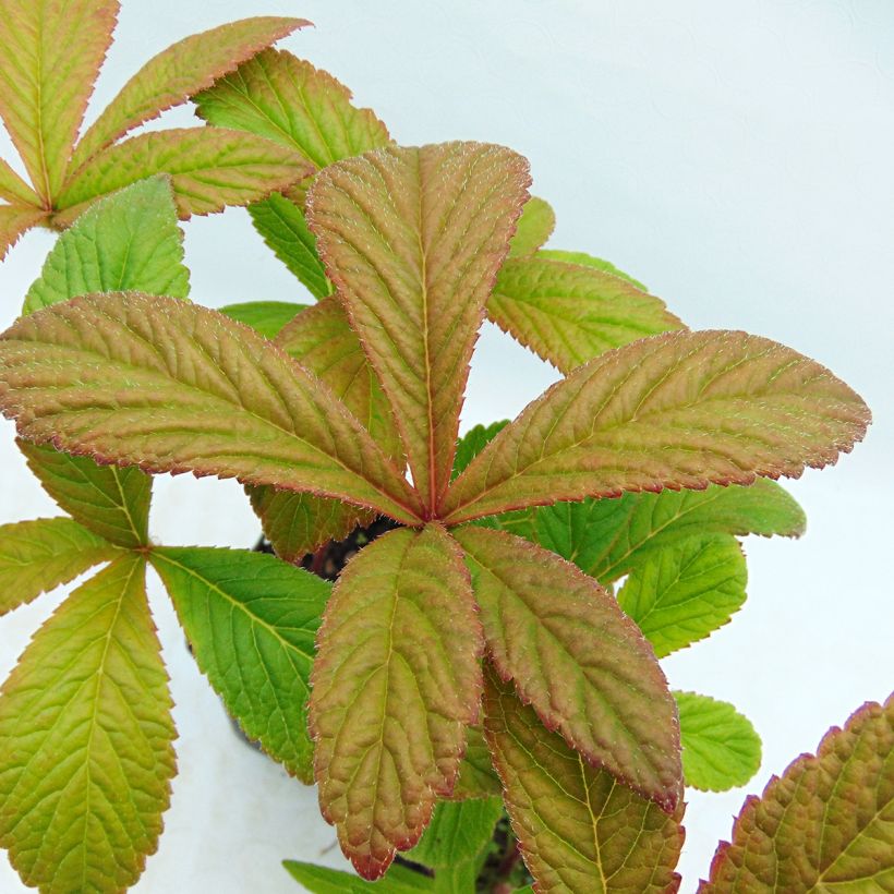 Rodgersia pinnata Chocolate Wings (Feuillage)