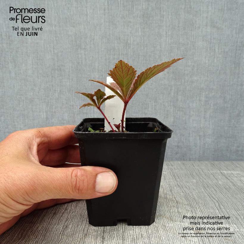 Spécimen de Rodgersia pinnata Chocolate Wings Godet de 8/9 cm tel que livré en été