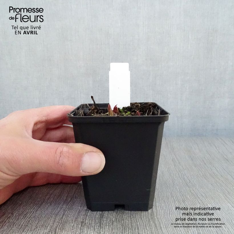 Spécimen de Rodgersia pinnata Chocolate Wings en godet de 9 cm tel que livré au printemps