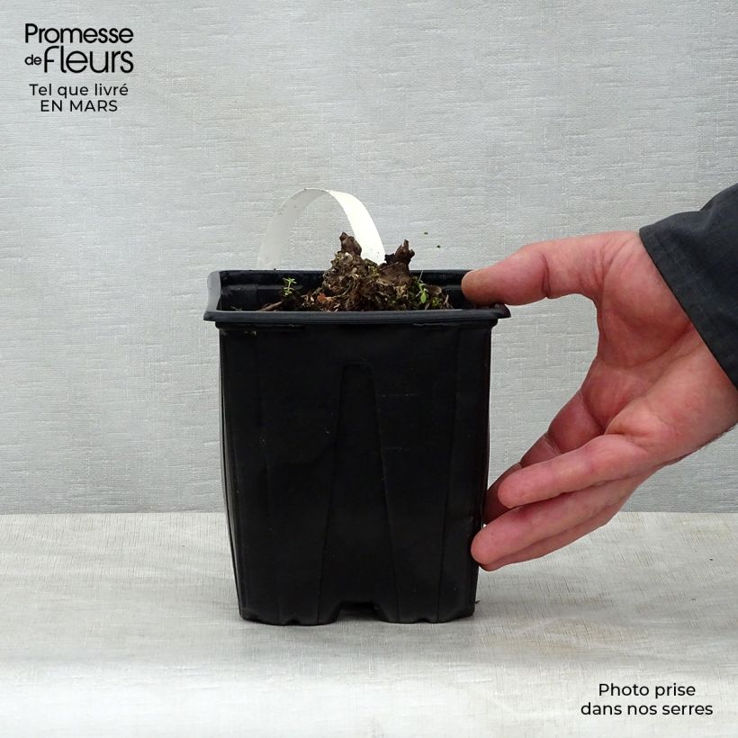 Spécimen de Rodgersia pinnata Chocolate Wings en pot de 2/3 litres tel que livré au printemps