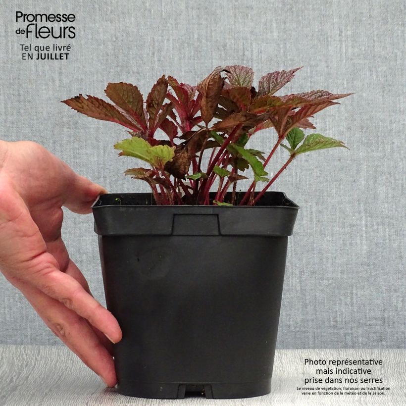Spécimen de Rodgersia pinnata Chocolate Wings Pot de 2L/3L tel que livré en été