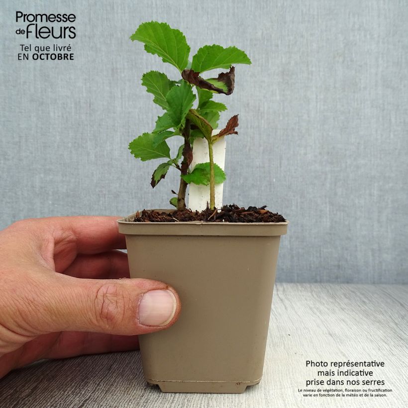 Spécimen de Rodgersia pinnata Dark Pokers tel que livré en automne