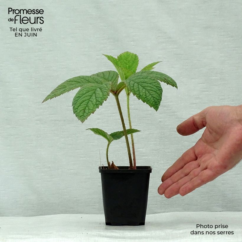Spécimen de Rodgersia pinnata Dark Pokers Godet de 8/9 cm tel que livré en été