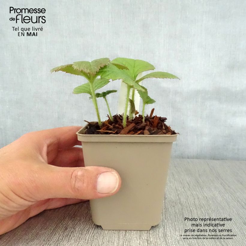 Spécimen de Rodgersia pinnata Dark Pokers Godet de 9cm tel que livré au printemps
