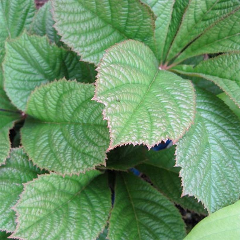 Rodgersia pinnata Elegans (Feuillage)