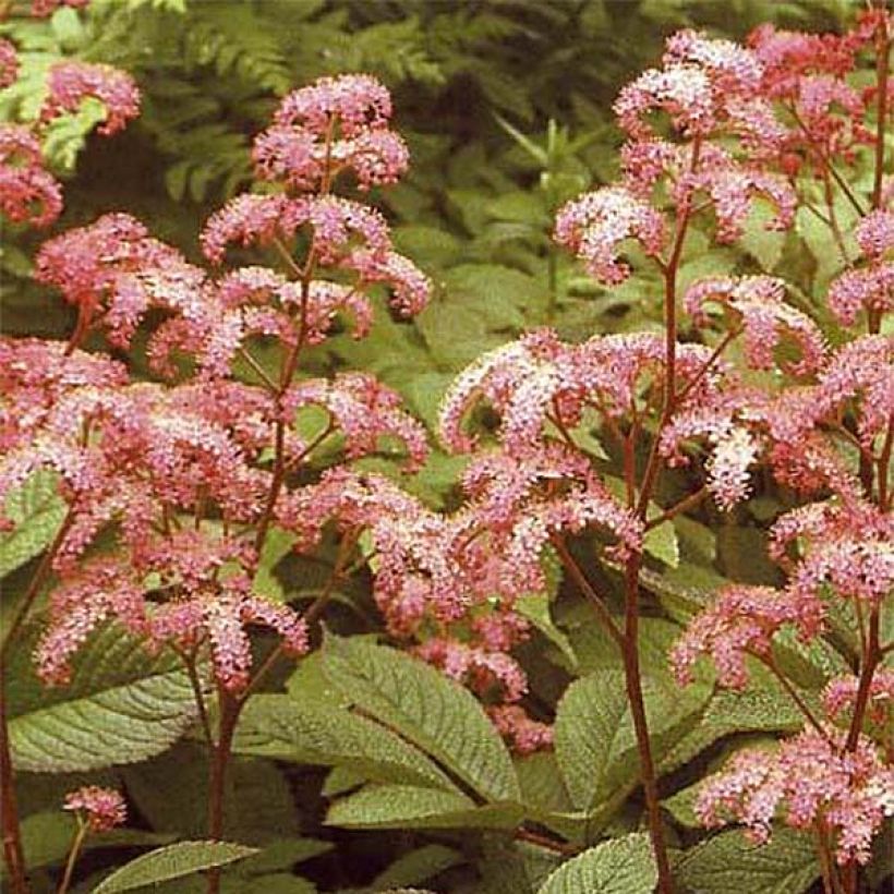 Rodgersia pinnata Elegans (Floraison)