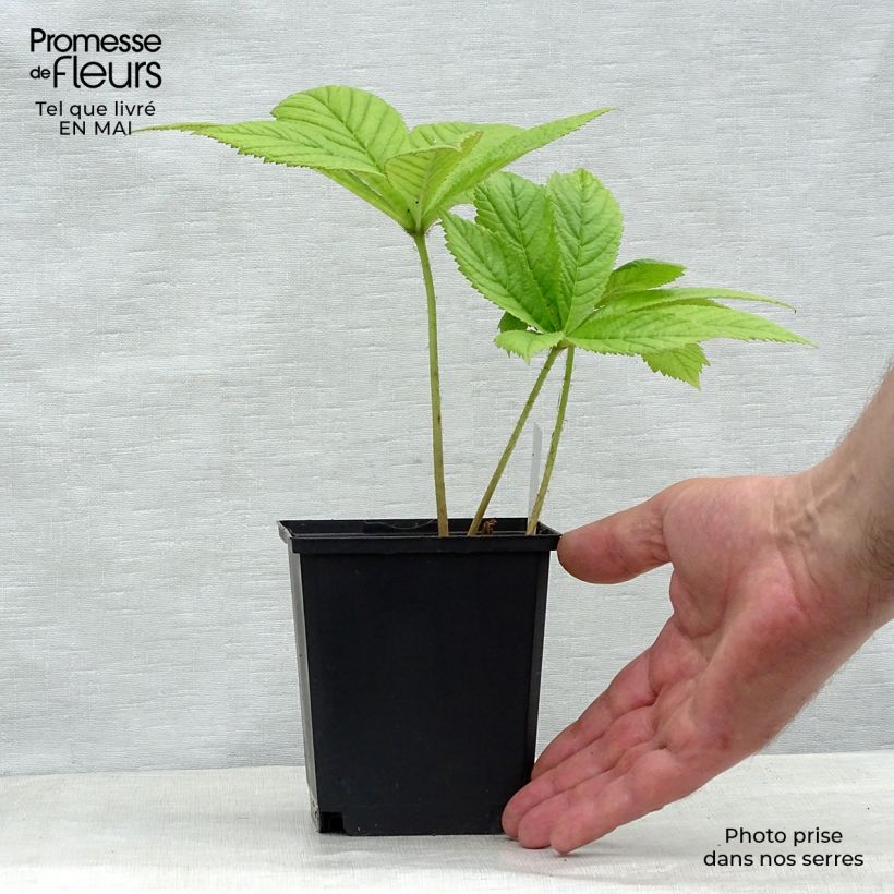 Spécimen de Rodgersia pinnata Elegans Godet de 9cm tel que livré au printemps