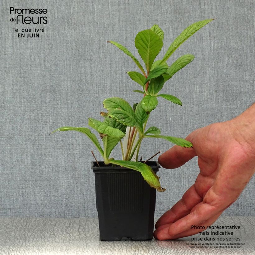 Spécimen de Rodgersia pinnata Godet de 8/9 cm tel que livré en été