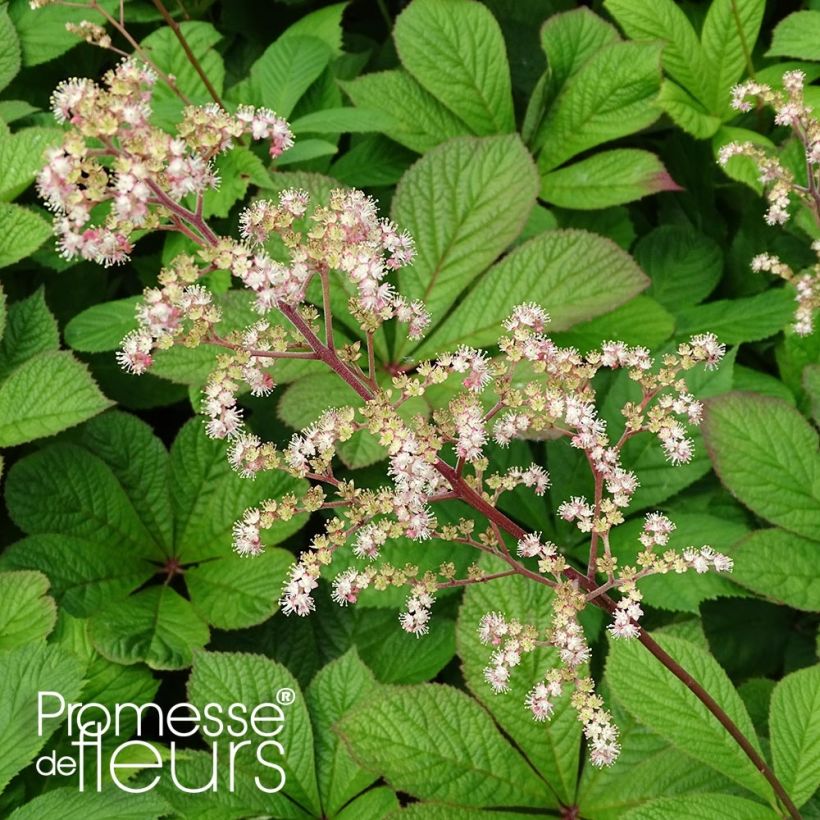 Rodgersia pinnata Hercules - Rodgersia à feuilles pennées Hercules (Feuillage)