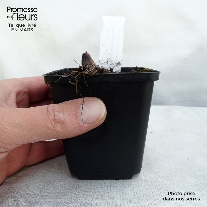 Spécimen de Rodgersia pinnata Hercules - Rodgersia à feuilles pennées Hercules tel que livré au printemps