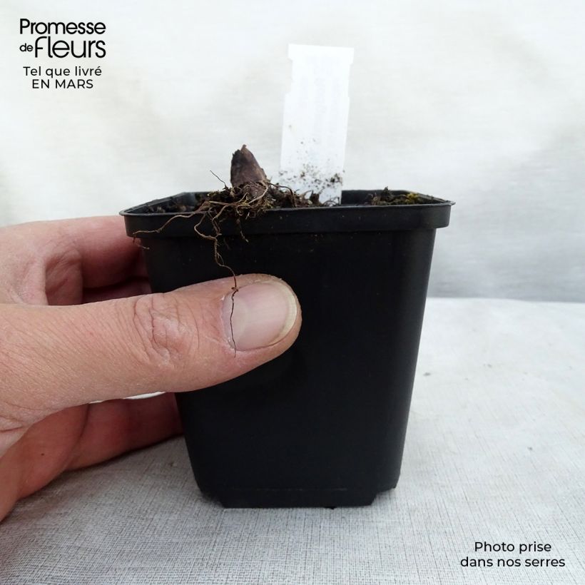 Spécimen de Rodgersia pinnata Hercules - Rodgersia à feuilles pennées Hercules Godet de 9cm tel que livré au printemps