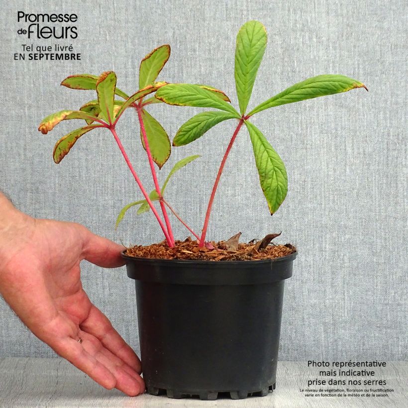 Spécimen de Rodgersia pinnata Pot de 1,5L/2L tel que livré en été
