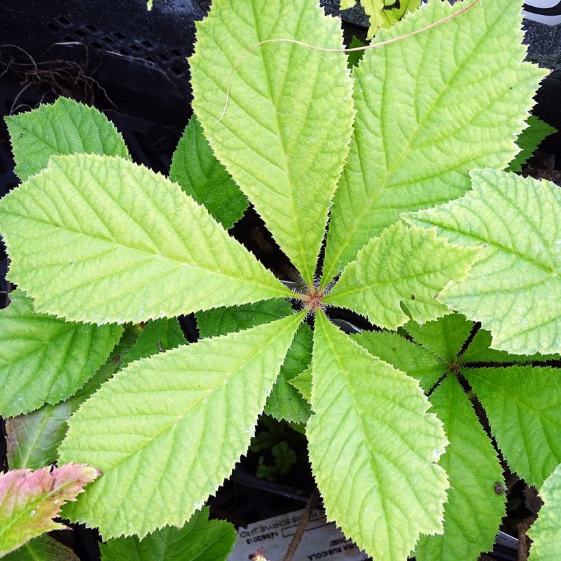 Rodgersia podophylla (Feuillage)