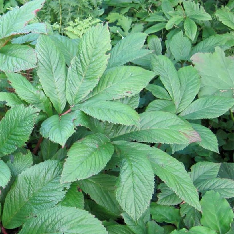 Rodgersia sambucifolia - Rodgersia à feuilles de sureau (Feuillage)