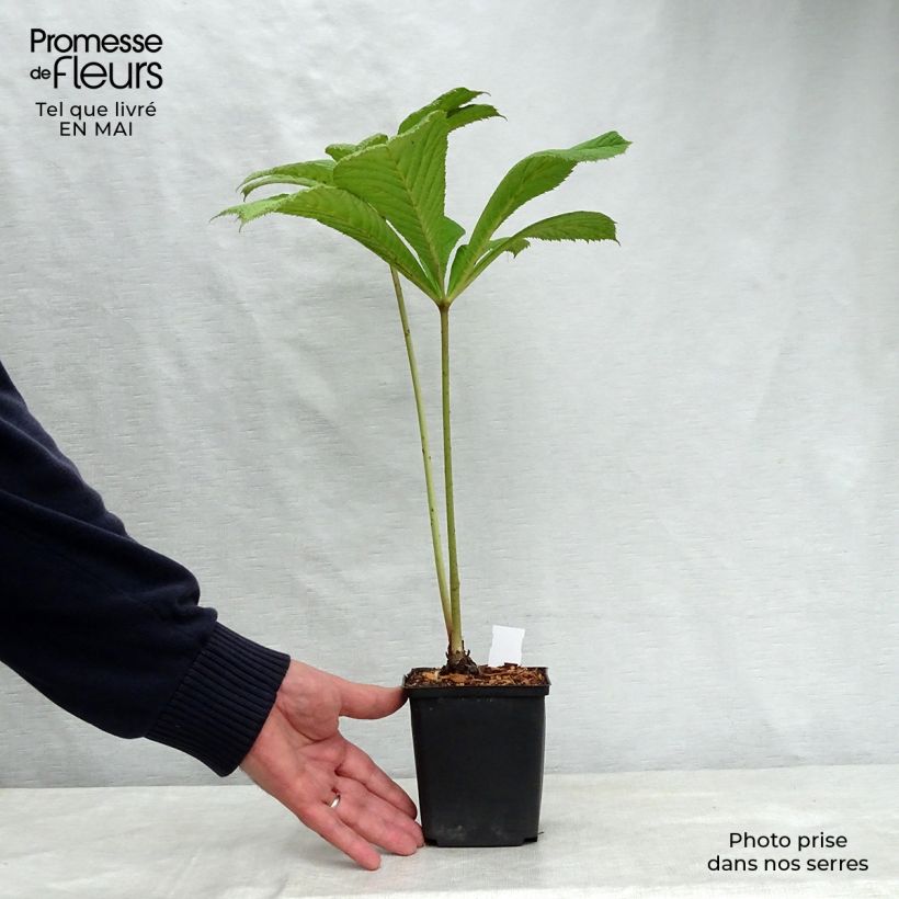 Spécimen de Rodgersia sambucifolia - Rodgersia à feuilles de sureau tel que livré au printemps