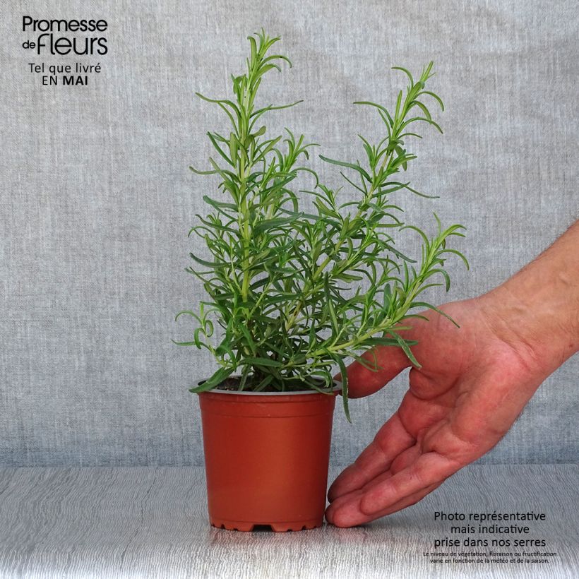 Spécimen de Romarin Barbecue en plants godet de 8/9cm tel que livré au printemps