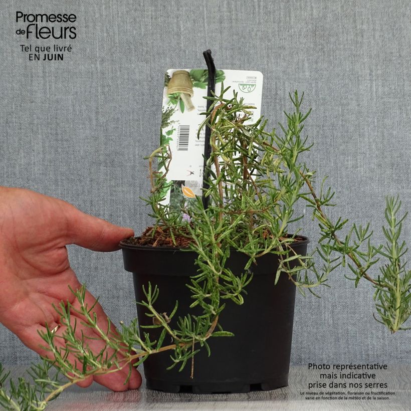 Spécimen de Romarin - Rosmarinus officinalis Majorca Pink  Pot de 1,5L/2L tel que livré en été