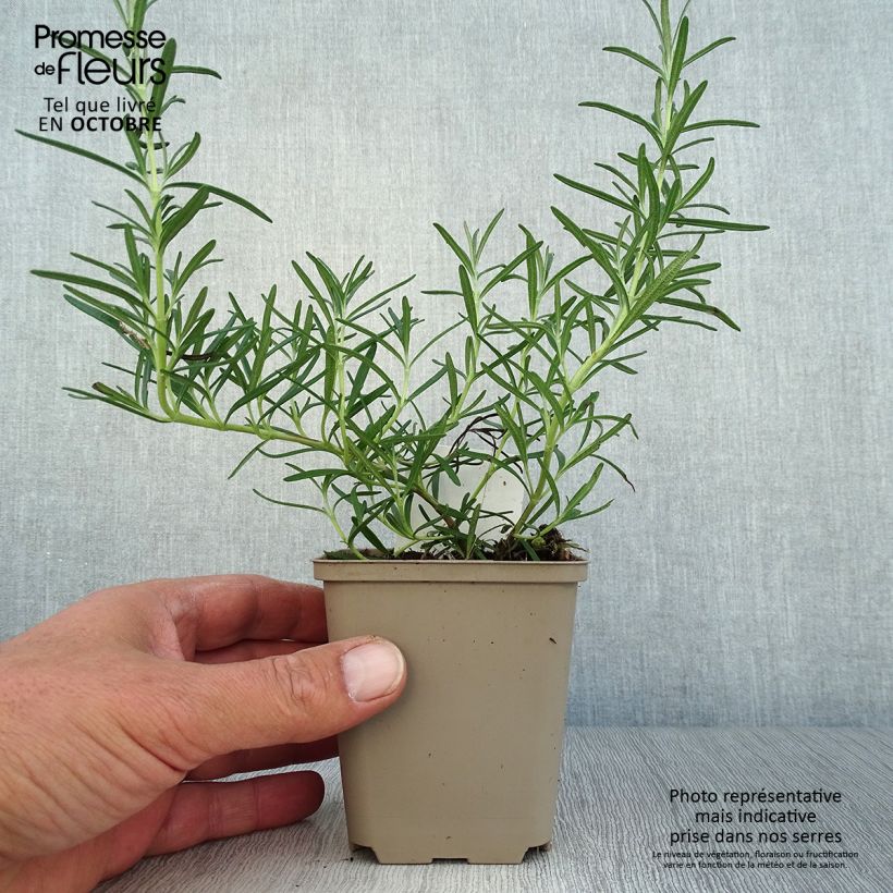 Spécimen de Romarin à fleurs blanches - Rosmarinus officinalis Albiflorus Godet de 8/9 cm tel que livré en automne