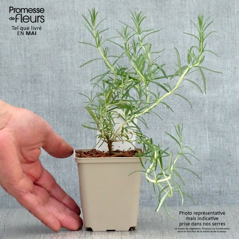 Spécimen de Romarin à fleurs blanches - Rosmarinus officinalis Albiflorus Godet de 9cm tel que livré au printemps