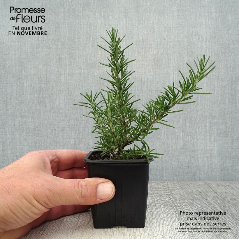 Spécimen de Romarin couvre-sol -  Rosmarinus officinalis Pointe du Raz tel que livré en automne