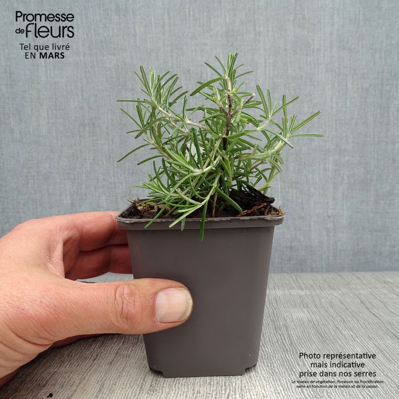 Spécimen de Romarin couvre-sol -  Rosmarinus officinalis Pointe du Raz Godet de 9cm tel que livré au printemps