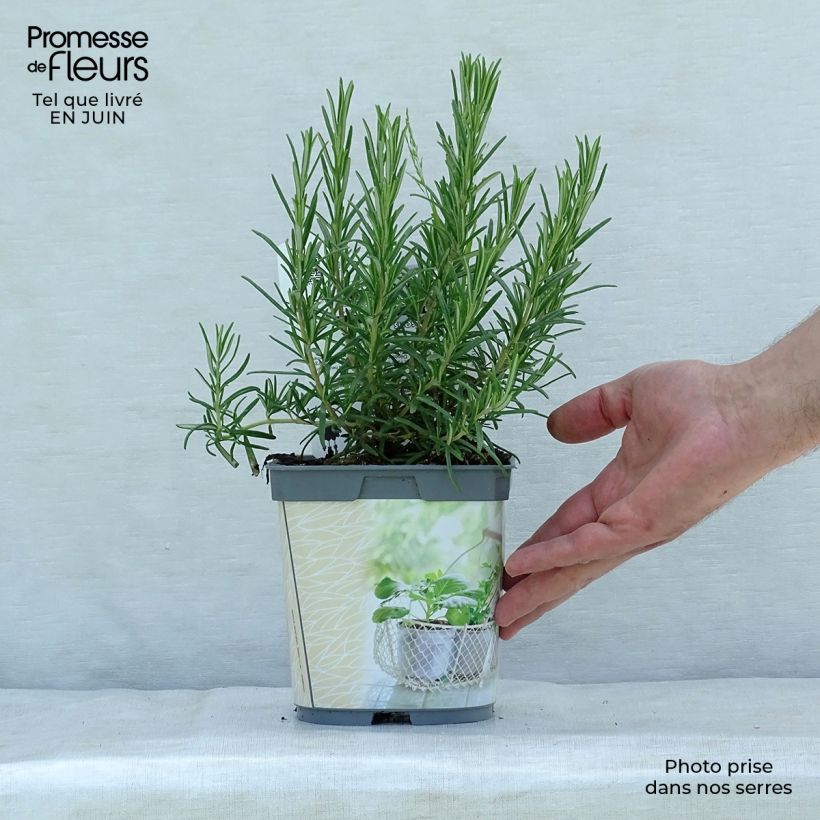 Spécimen de Romarin officinal Bio - Rosmarinus officinalis en plants Bio Pot de 1L/1,5L tel que livré en été