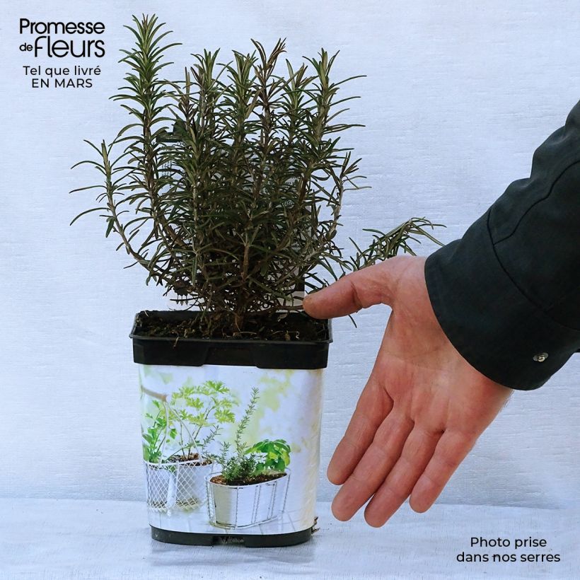 Spécimen de Romarin officinal Bio - Rosmarinus officinalis en plants Bio Pot de 1L./1.5L. tel que livré au printemps