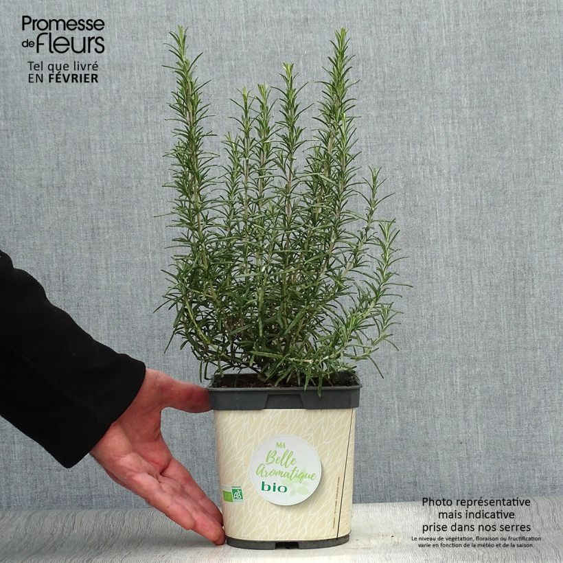 Spécimen de Romarin officinal Bio - Rosmarinus officinalis en plants Bio tel que livré en hiver
