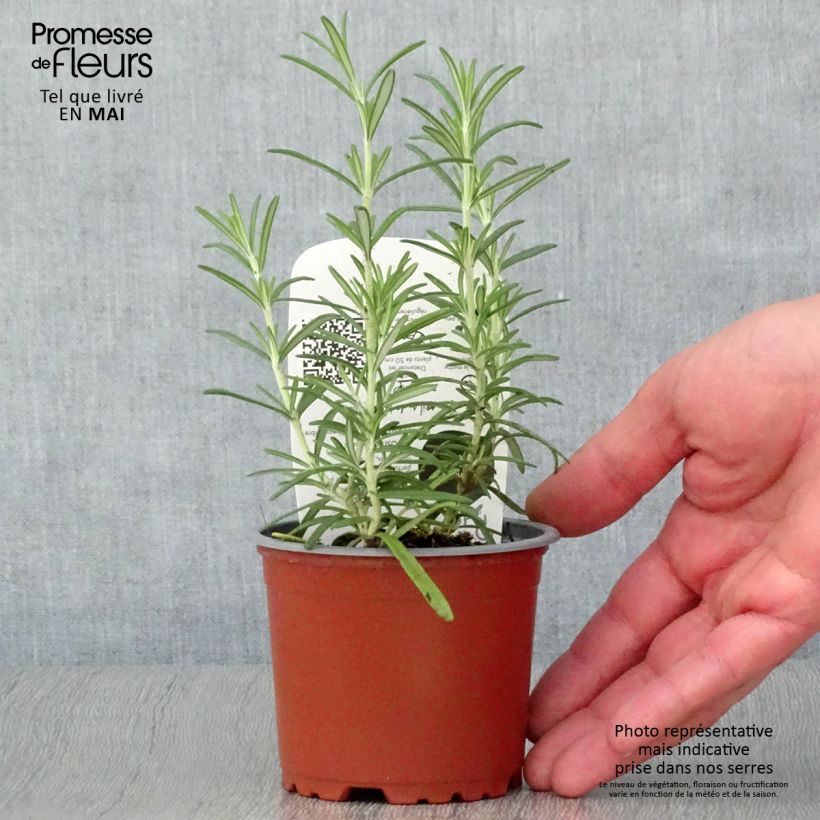 Spécimen de Romarin officinal Bio - Rosmarinus officinalis en plants Bio pot de 10/11cm tel que livré au printemps
