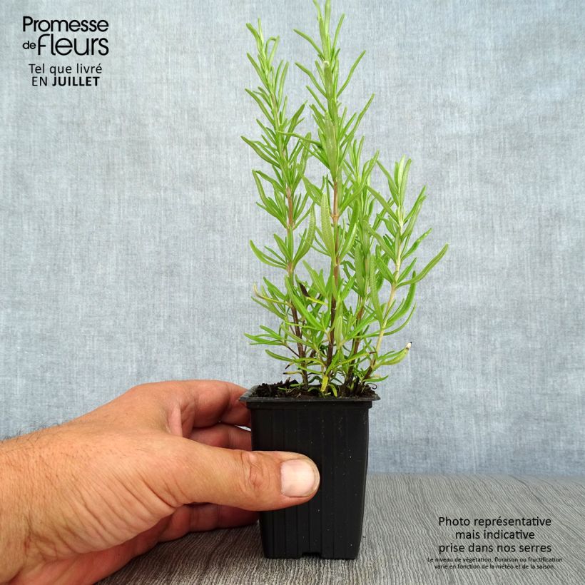 Spécimen de Romarin officinal - Rosmarinus officinalis Godet de 7/8 cm tel que livré en été