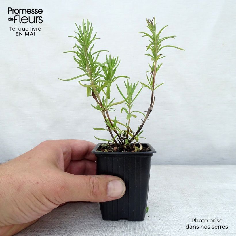 Spécimen de Romarin officinal - Rosmarinus officinalis en godet de 8cm tel que livré au printemps