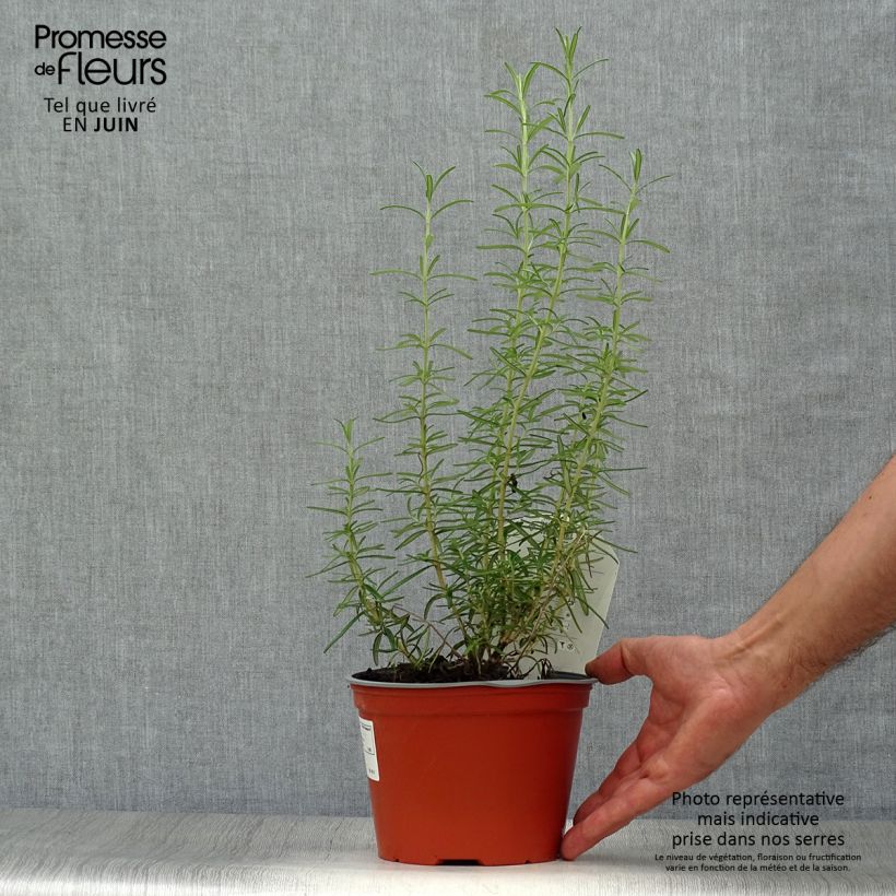 Spécimen de Romarin officinal - Rosmarinus officinalis Pot de 2L/3L tel que livré en été