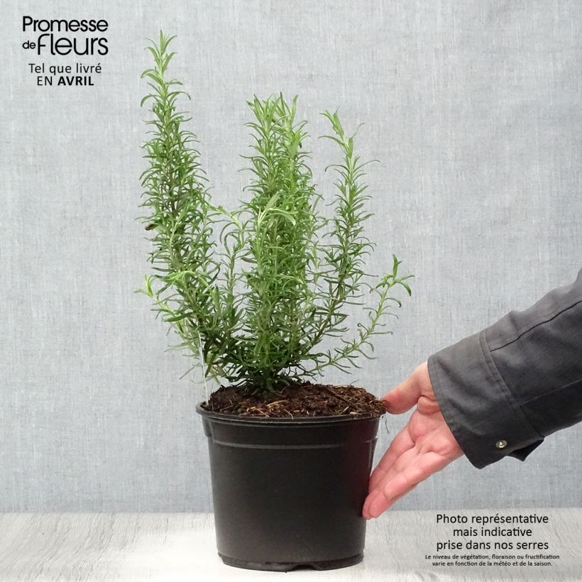 Spécimen de Romarin officinal - Rosmarinus officinalis en pot de 2L/3L tel que livré au printemps