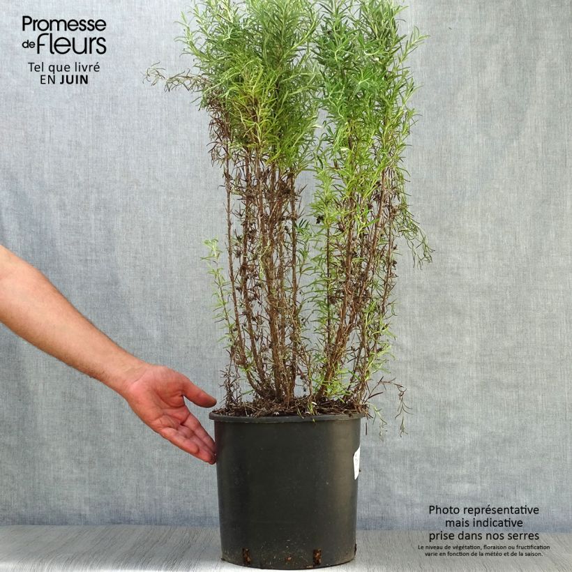 Spécimen de Romarin officinal - Rosmarinus officinalis Pot de 7,5L/10L tel que livré en été