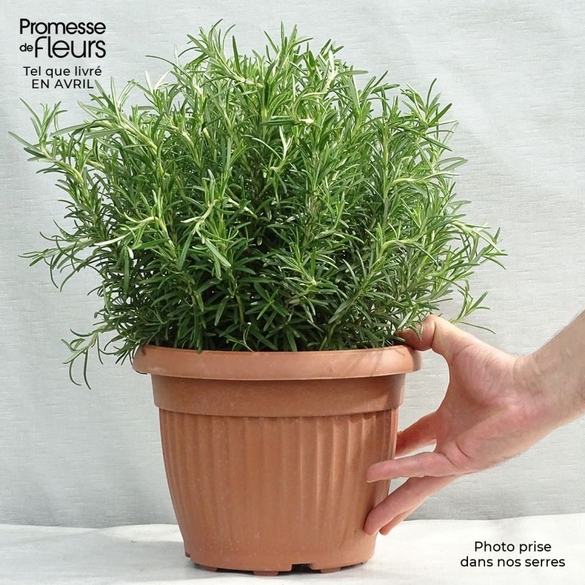 Spécimen de Romarin officinal - Rosmarinus officinalis en pot de 7,5L/10L tel que livré au printemps