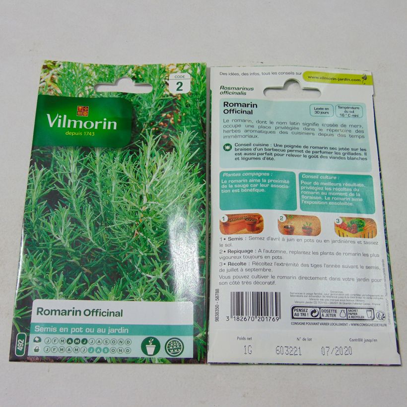 Exemple de spécimen de Romarin officinal - Vilmorin Graines tel que livré