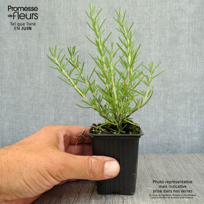 Spécimen de Romarin rampant - Rosmarinus officinalis Prostratus Godet de 7/8 cm tel que livré en été