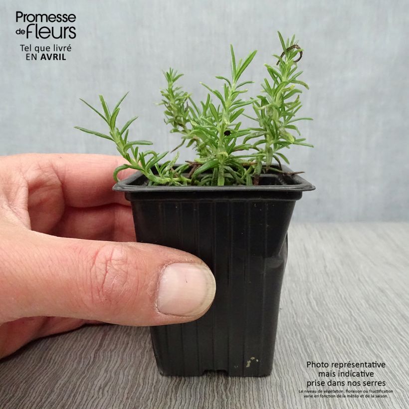 Spécimen de Romarin rampant - Rosmarinus officinalis Prostratus en godet de 9cm tel que livré au printemps