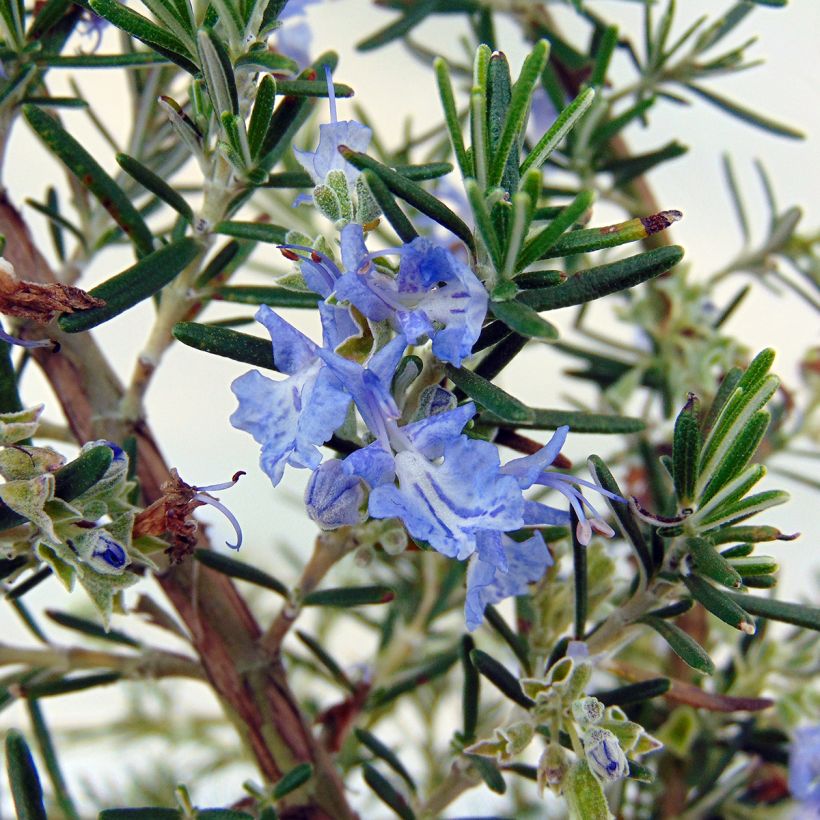 Romarin rampant - Rosmarinus officinalis Prostratus (Floraison)