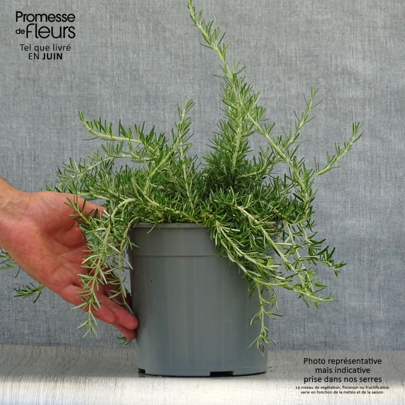 Spécimen de Romarin rampant - Rosmarinus officinalis Prostratus Pot de 2L/3L tel que livré en été