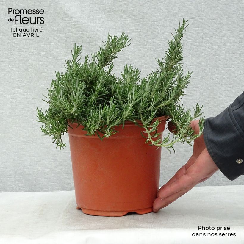 Spécimen de Romarin rampant - Rosmarinus officinalis Prostratus en pot de 2L tel que livré au printemps