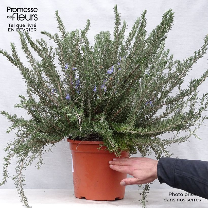 Spécimen de Romarin rampant - Rosmarinus officinalis Prostratus en pot de 7,5L/10L tel que livré en hiver