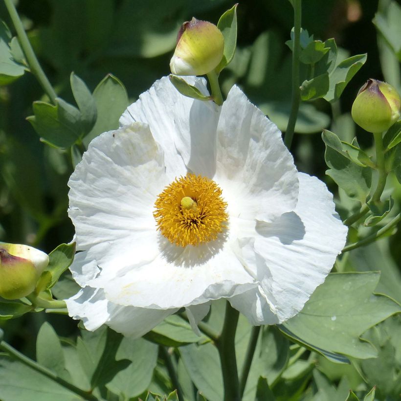 Romneya coulteri - Pavot en arbre (Floraison)