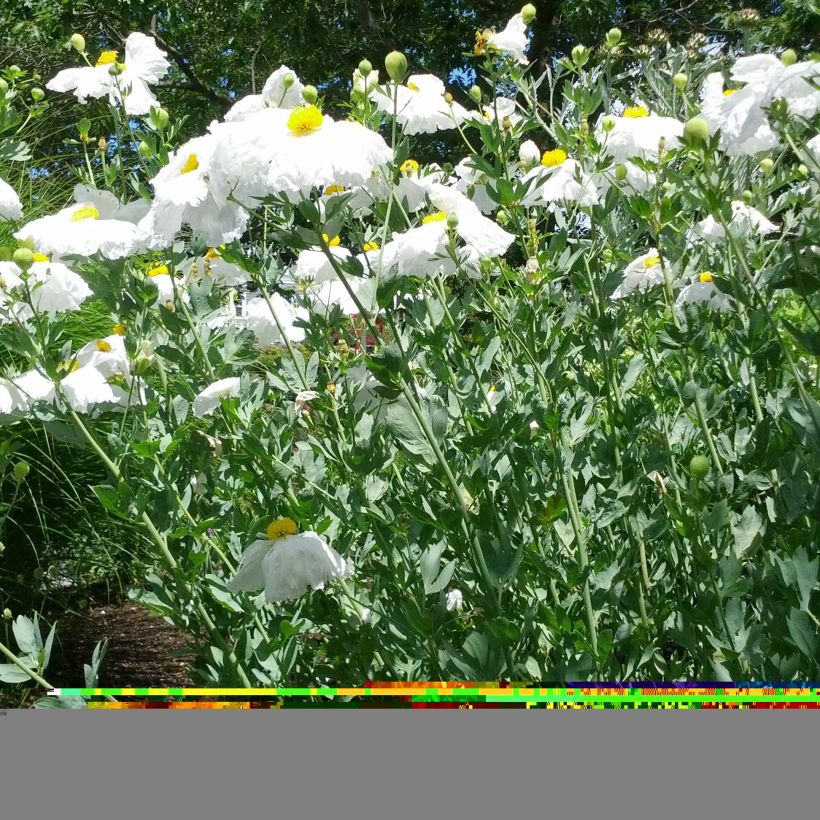 Romneya coulteri - Pavot en arbre (Port)