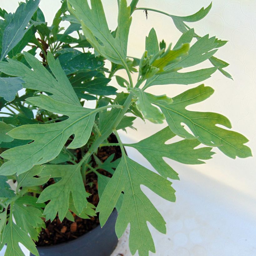 Romneya coulteri - Pavot en arbre (Feuillage)