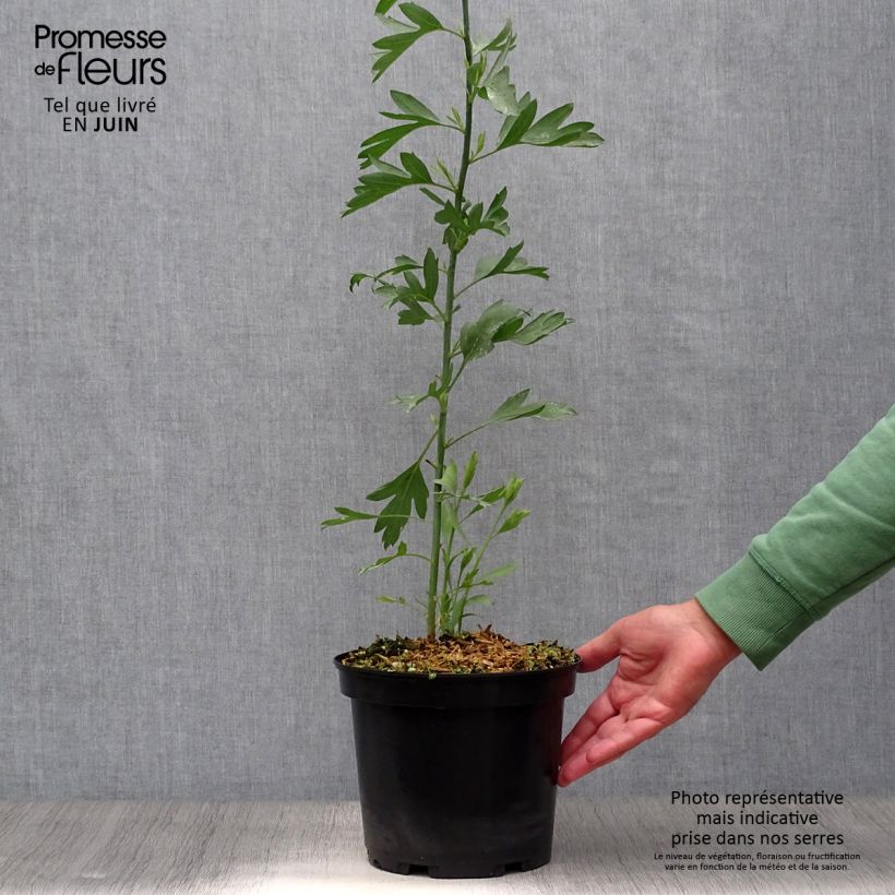 Spécimen de Romneya coulteri - Pavot en arbre Pot de 2L/3L tel que livré en été